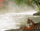 Background paper of regal tiger on river bank with trees